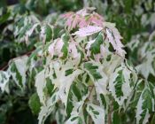 Acer negundo Flamingo - Flamingo-Ahorn Baum