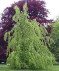 Fagus sylvatica Pendula - Gr�ner H�nge-Buchen Baum