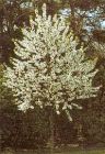 Prunus avium - Vogelkirschen Baum