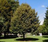 Tilia cordata - Winter-Linden Baum