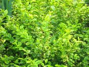 Ligustrum ovalifolium Aureum - Gold-Liguster Hecke-/Pflanze-/Baum