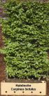 Carpinus betulus - Hainbuche Hecke-/Pflanze-/Baum