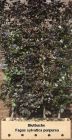 Fagus sylvatica Purpurea - Blutbuche Hecke-/Pflanze-/Baum