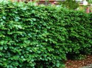 Carpinus betulus - Hainbuche Hecke-/Pflanze-/Baum