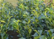 Prunus laurocerasus Rotundifolia - Kirschlorbeer Hecke-/Pflanze-/Baum