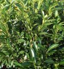 Prunus laurocerasus Caucasica - Kirschlorbeer Hecke-/Pflanze-/Baum