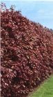 Fagus sylvatica Purpurea - Blutbuche Hecke-/Pflanze-/Baum