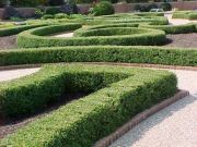 Buxus sempervirens - Buchsbaum Hecke-/Pflanze