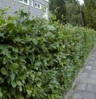 Fagus sylvatica - Rotbuche Hecke-/Pflanze-/Baum