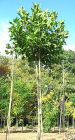 Platanus acerifolia Alphons Globe - Kugel-Platane Baum