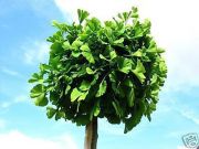 Ginkgo biloba Mariken - Kugel-Ginkgobaum