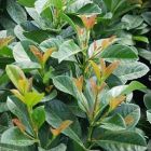 Prunus laurocerasus Etna - Kugel-Kirschlorbeer Baum