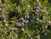 Juniperus communis - Gemeiner Wacholder/ Heide Wacholder Pflanze-/Baum