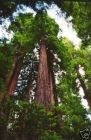 Sequoia Sempervirens - K�sten-Mammutbaum