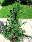 Cryptomeria japonica Cristata - Japanische Sicheltanne Baum