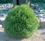 Thuja occidentalis Tiny Tim - Zwerg-Kugel-Lebensbaum