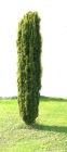 Taxus baccata fastigiata - Gr�ne S�ulen-Eibe Pflanze