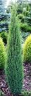 Juniperus communis Sentinel - S�ulen-Wacholder Pflanze-/Baum