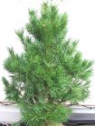 Pinus sylvestris - Wald-Kiefer F�hre Baum