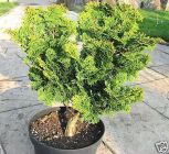Chamaecyparis obusta Nana Gracilis - Zwerg-Muschelzypresse Baum