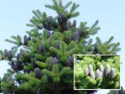 Abies koreana - Korea-Tannen Baum