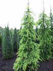 Cedrus deodara Aurea - Gelbe Himalaja-Zeder Baum