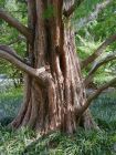Metasequoia glyptostroboides - Urwelt-Mammutbaum