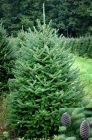Abies fraseri - Fraser-Tannen Baum