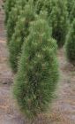 Pinus nigra Green Tower - S�ulen-Schwarzkiefer Baum