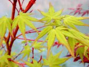 Acer palmatum Sangokaku - Japanischer Korallenrinden-Ahorn Baum