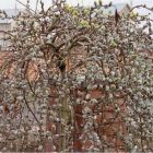 Salix caprea Curly Locks - Gedrehter H�nge Weidek�tzchen Baum