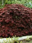 Acer palmatum Dissectum Garnet - Dunkelroter Schlitz-Ahorn Baum