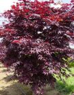 Acer palmatum Atropurpureum - Roter F�cher-Ahorn Baum