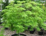 Acer palmatum Dissectum - Gr�ner Schlitz-Ahorn Baum