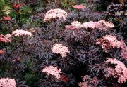 Sambucus nigra Black Lace - Rotlaubiger Schlitz-Holunder Pflanze