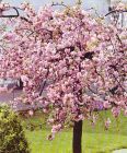 Prunus serrulata Kiku-Shidare-Sakura - H�nge-Nelkenkirschen Baum