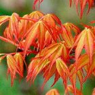 Acer palmatum Katsura - Japanischer Ahorn Baum