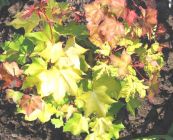 Acer cappadocicum Aureum - Kolchischer Gold-Ahorn Baum