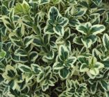 Buxus sempervirens Elegantissima - Weissbunter Buchsbaum