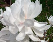 Magnolia x loebneri Wildcat - Gef�llte Magnolie Pflanze-/Baum