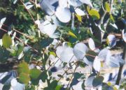 Eucalyptus gunnii - Tasmanischer Eukalyptus Baum