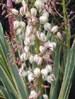 Yucca gloriosa Variegata - Gelbbunte Yucca-Palme Pflanze