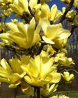 Magnolia Yellow Bird - Gelbe Magnolie Pflanze-/Baum