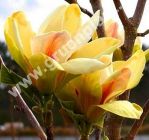 Magnolia Sunsation -  Magnolie Pflanze-/Baum