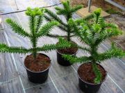 Araucaria araucana - Chilenische Schmucktanne / Andentanne Baum