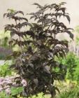 Sambucus nigra Black Tower - Rotlaubiger S�ulen-Holunder Pflanze