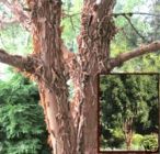 Acer griseum - Zimt-Ahorn Baum