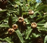 Mespilus germanica - Echter Mispel Baum