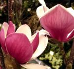 Magnolia Satisfaction - S�ulen-/Porzellan-Magnolie Pflanze-/Baum