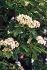 Sorbus torminalis - Elsbeere Baum